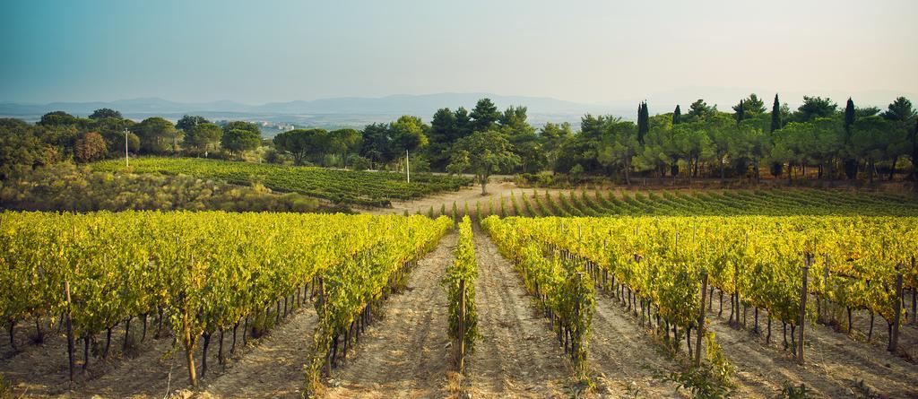 Fattoria Di Magliano Winery Villa Magliano in Toscana Bagian luar foto